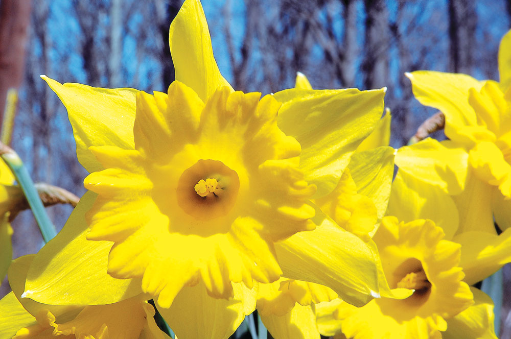 Daffodil Show to visit Clark once again Winchester Sun Winchester Sun