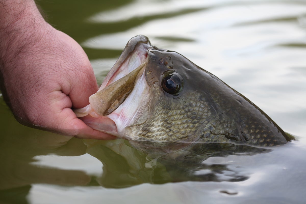 Late summer bass fishing? Seek out the thermocline - Winchester Sun