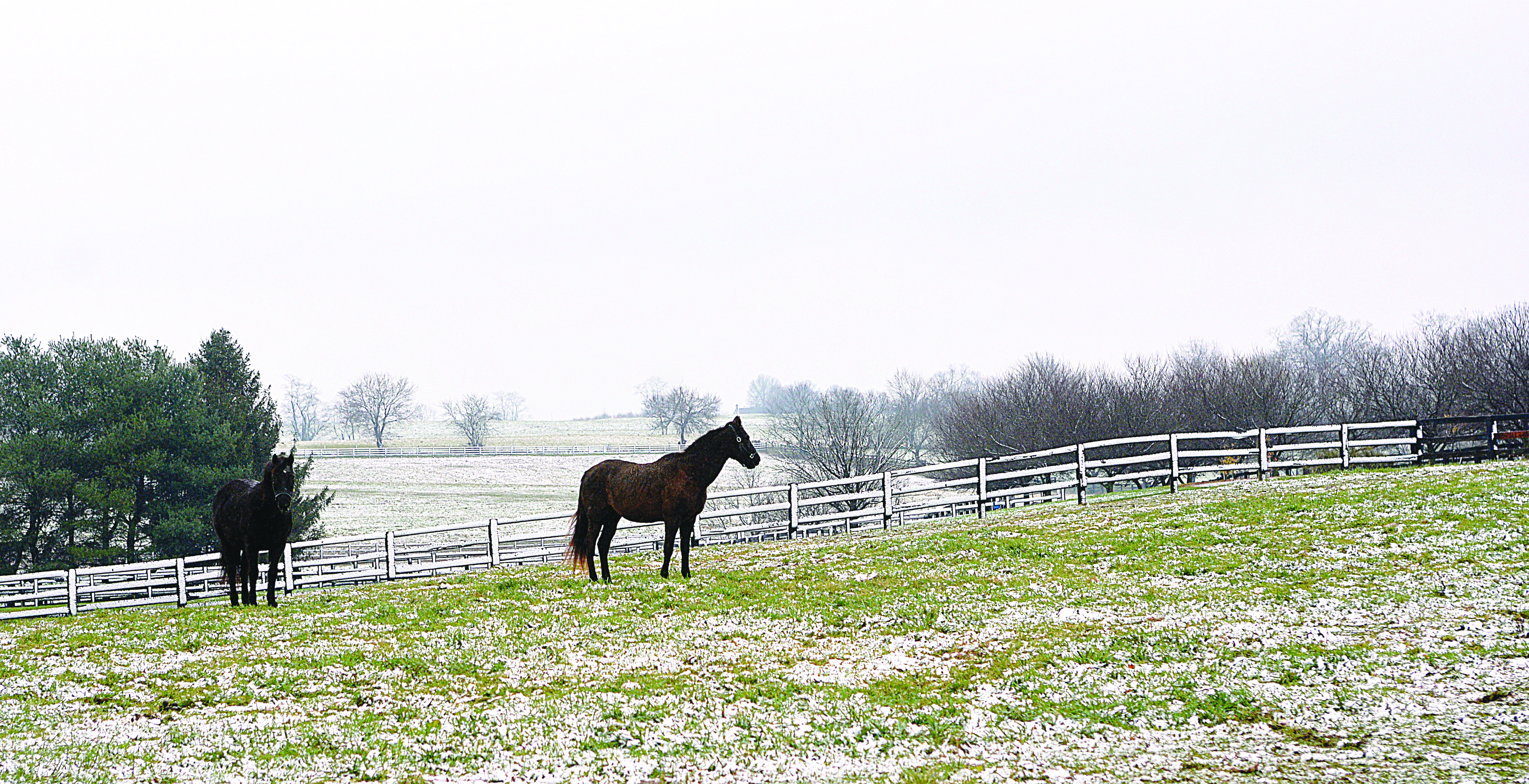 PHOTOS First snowfall of 2020 Winchester Sun Winchester Sun