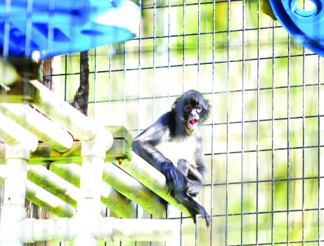 ‘We have to do right by them’ Kentucky rescue center misses fundraising