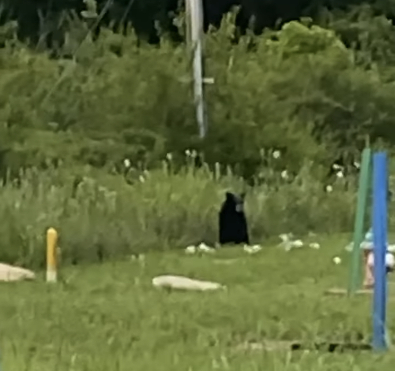 Winchester black bear sighting confirmed Winchester Sun Winchester Sun